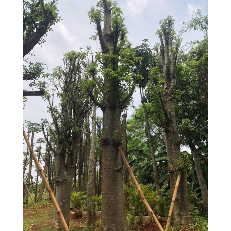 Pohon baobab tree / pohon kaki gajah