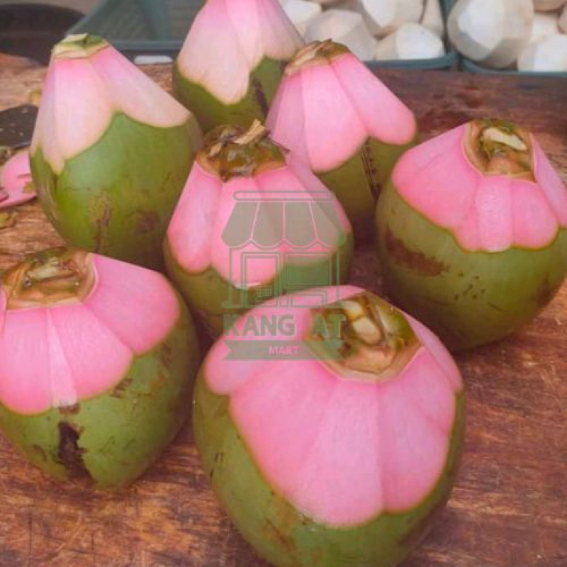 

Buah Kelapa Ijo