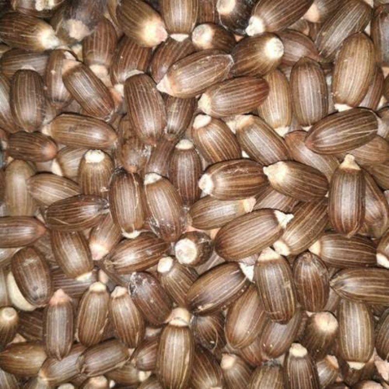 

Mlinjo kupas
