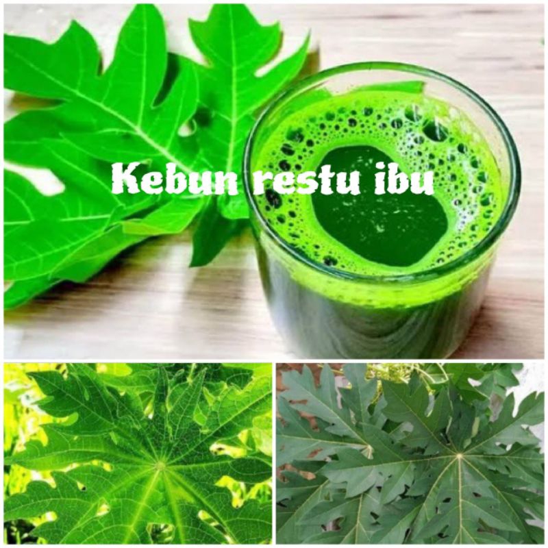 

Daun pepaya muda segar 500gr murah