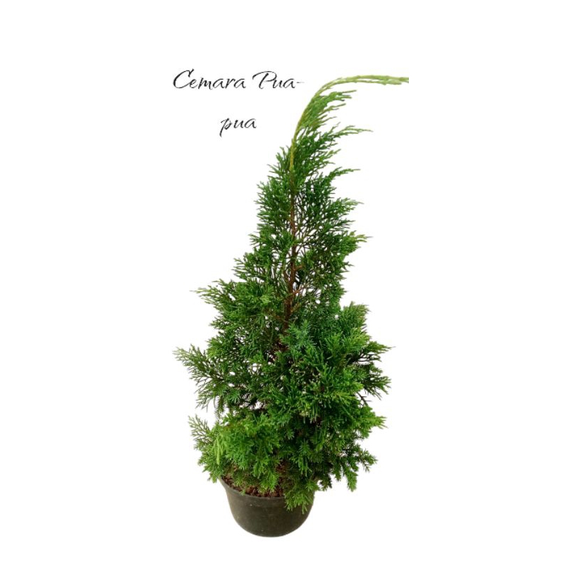 Tanaman hias Pohon bibit Cemara Pua pua 25cm ( Cupressus Papuanus)