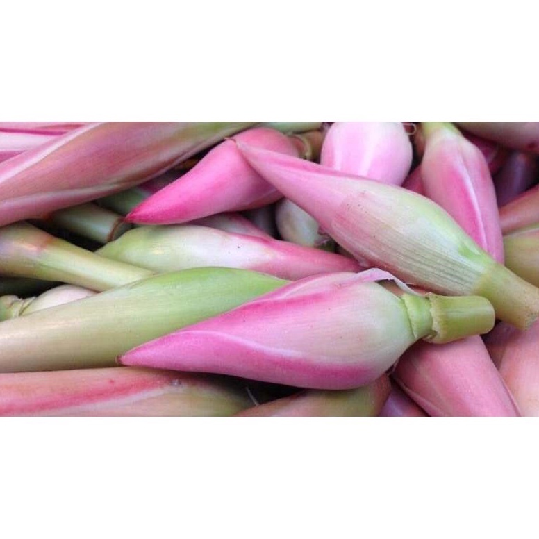 

Belanja disini Bunga Kecombrang 1pcs