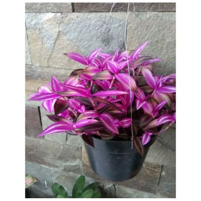Tanaman Gantung Zebrina pink / Tanaman Sabrina pink