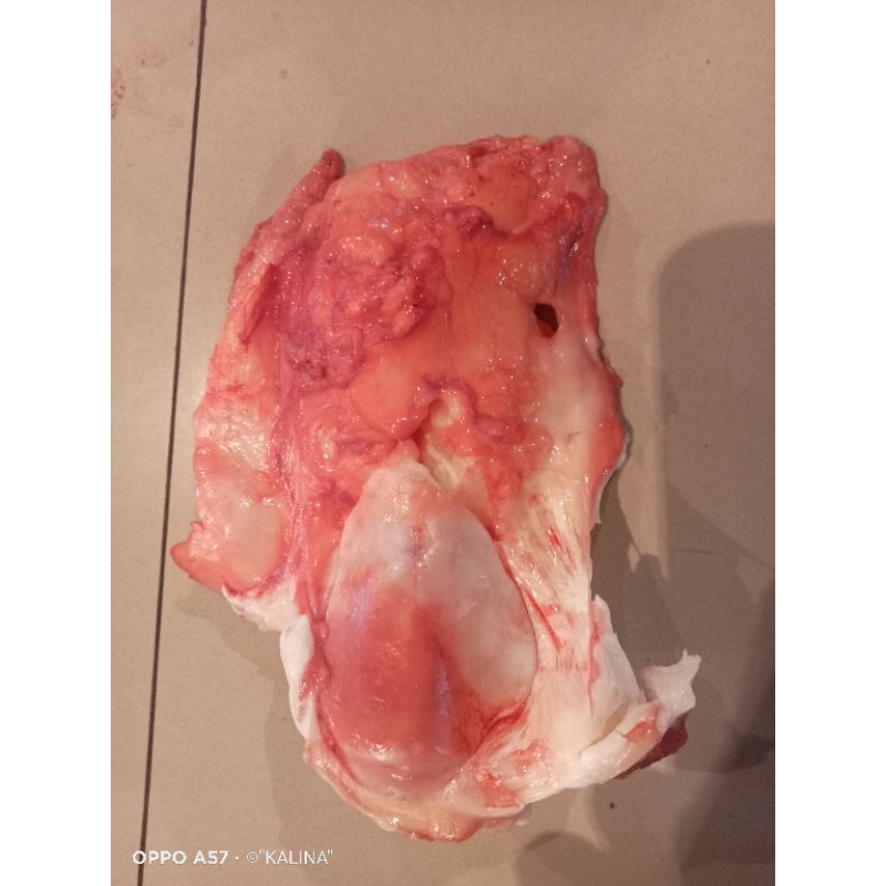 

Tempurung Sapi/urat ceklok