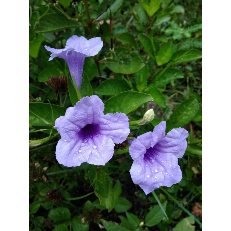 

200gram DAUN KENCANA UNGU / PETEKAN / RUELLIA TUBEROSA