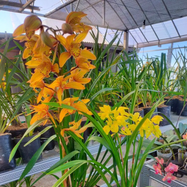 Paket Promo Anggrek Cymbidium