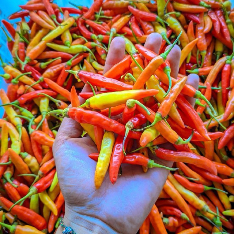 

Cabai Rawit Merah Segar | CRM | Kemasan 500 Gram