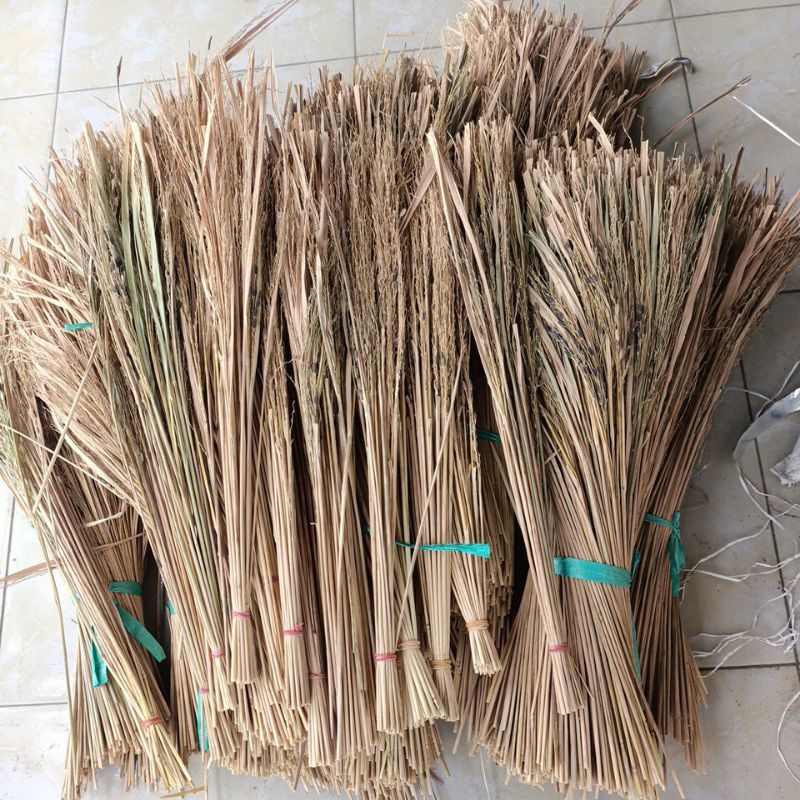 Merang padi ketan hitam asli isi 25 batang