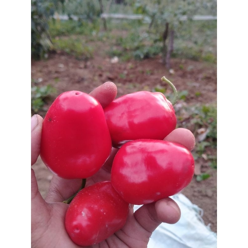 

Bibit cabe gendot paling Murah 5 biji