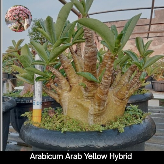 Tanaman Hias Bibit Adenium Arabicum Arab Yellow Hibrid size B