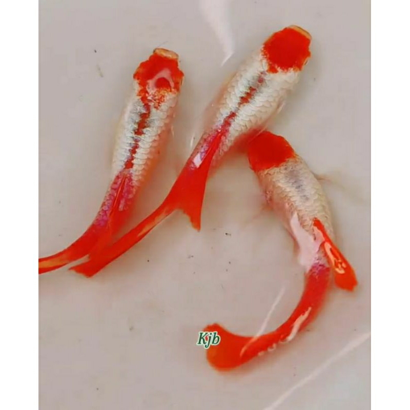 stiker akuarium Guppy albino prtde koi