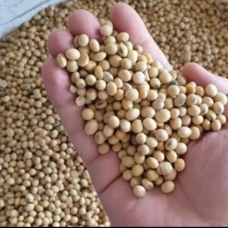 

Kacang Kedelai Fresh Berkualitas/Kacang Kedelai Mentah 250 gram