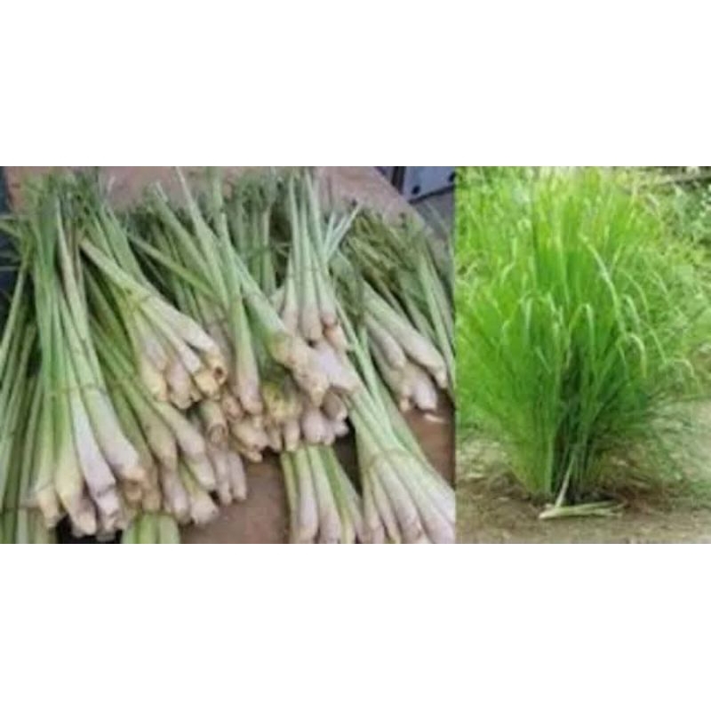 

Sereh wangi panjang 40 cm isi 250 g