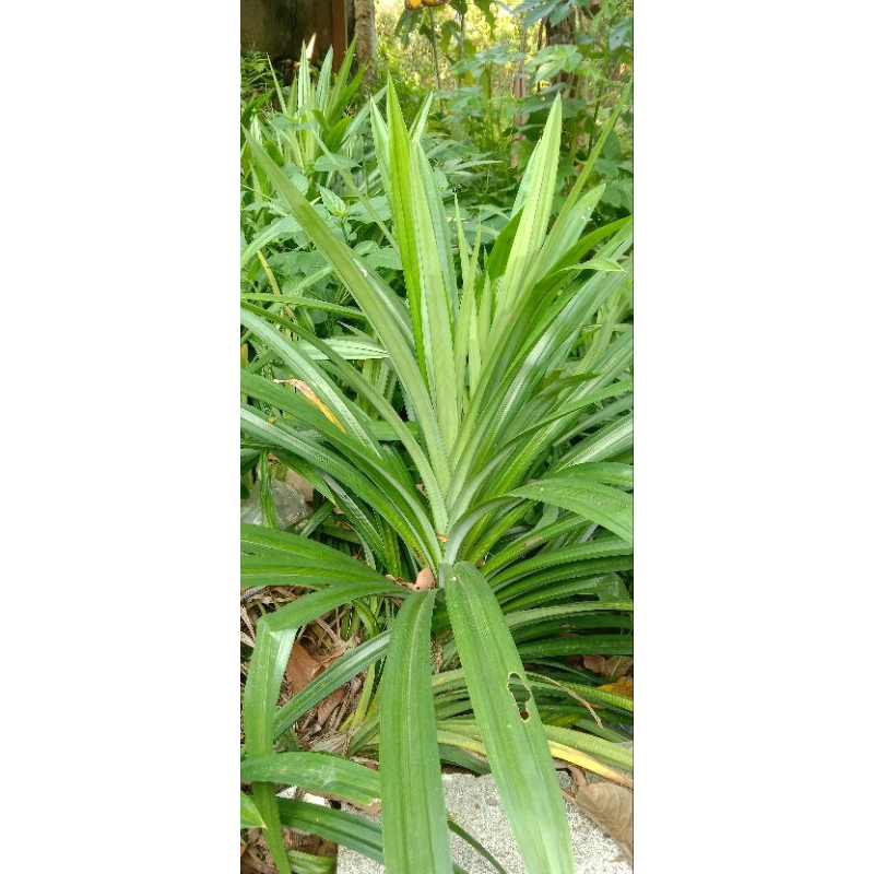 

Daun Pandan Wangi 10 lembar