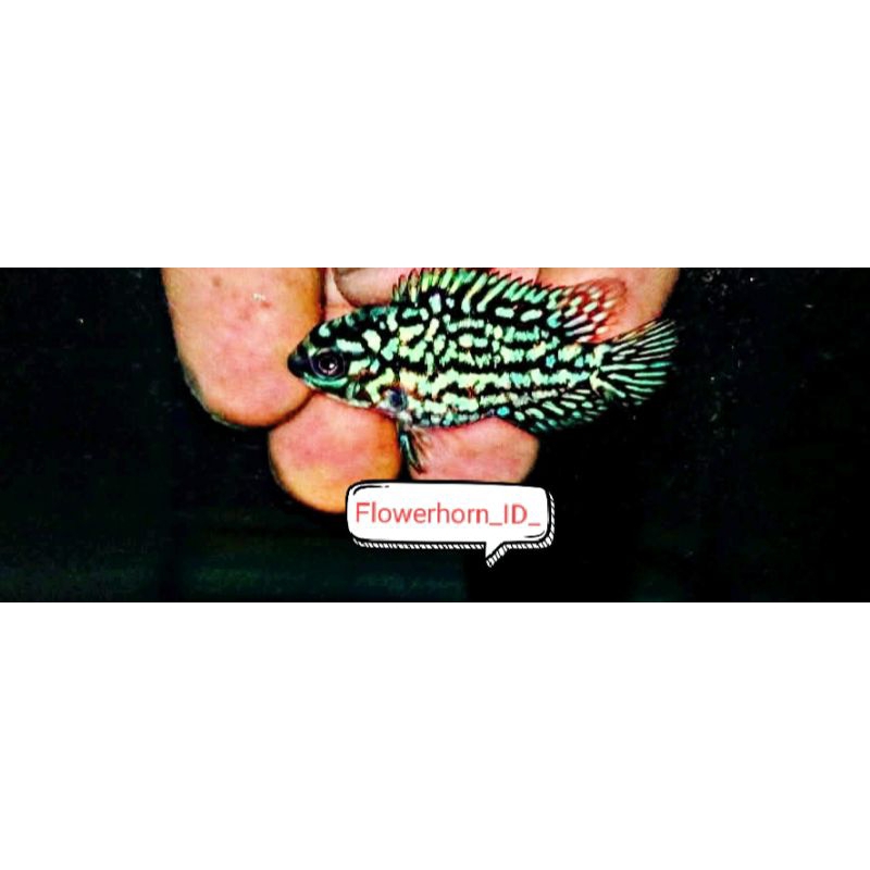 Burayak Louhan Kamfa F3Leopart Thailand