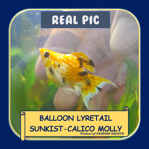 IKAN HIAS AIR TAWAR - MOLLY BALON SUNKIST-CALICO / MOLLY SUNKIST-CALICO BALON / MOLY SUNKIST-CALICO 