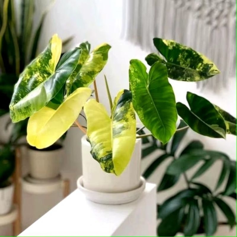 (BISA COD) TERMURAH Brekele Variegata DEWASA Bunga Hias Philodendron Brekele Varigata Tanaman Hidup 