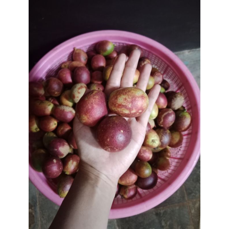 

Promo 2kg Buah Matoa 3 Rasa manis legit daging tebal
