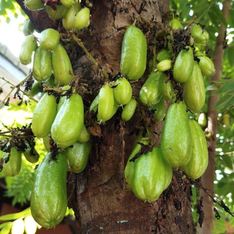 

buah belimbing wuluh segar