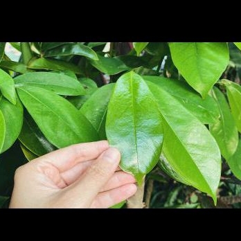 

daun sirsak