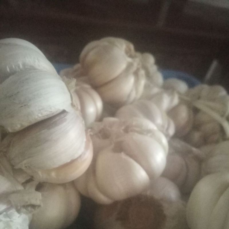 

Bawang putih bawang super jumbo besar bumbu masak