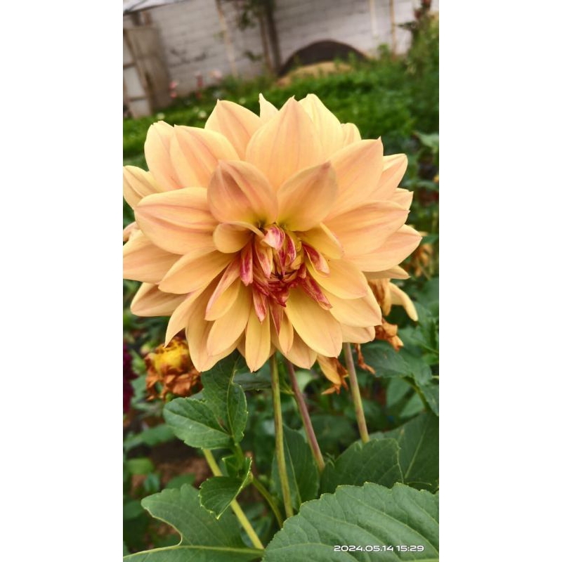 umbi bunga Dahlia satuan