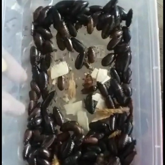 cere mende/kecoa batu untuk umpan pancing