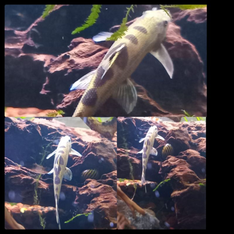 Ikan hias pembersih hamaloptera / Borneo sucker Bogor / ikan pembersih / hiasan aquarium