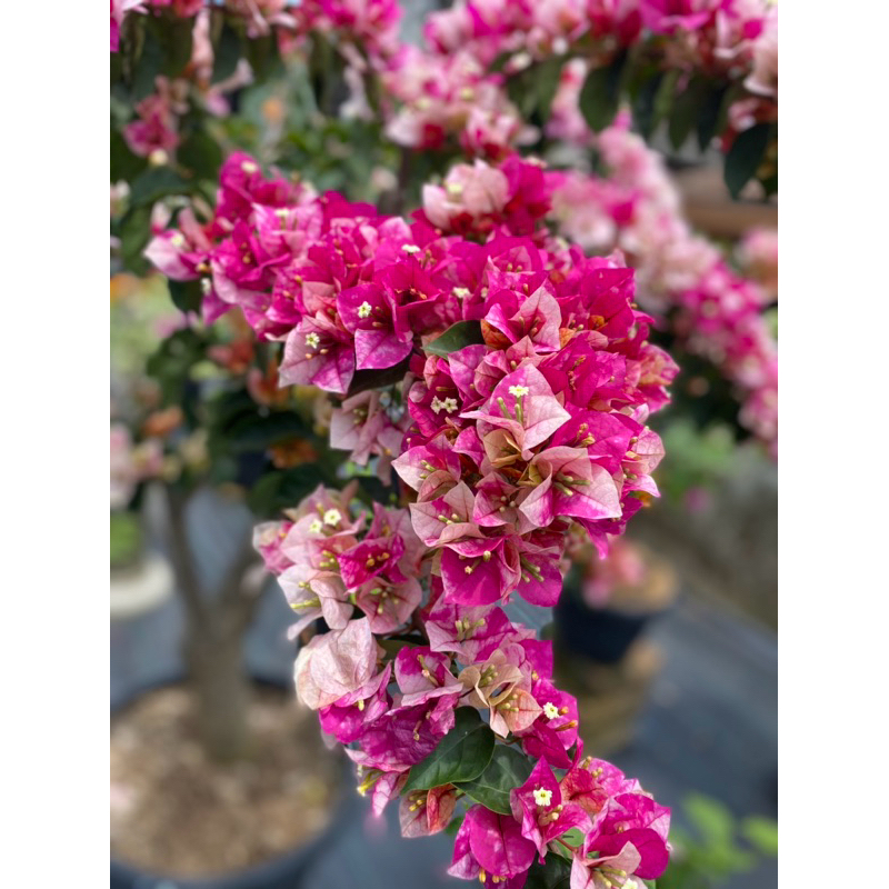 Bougenville GOLDEN RAO