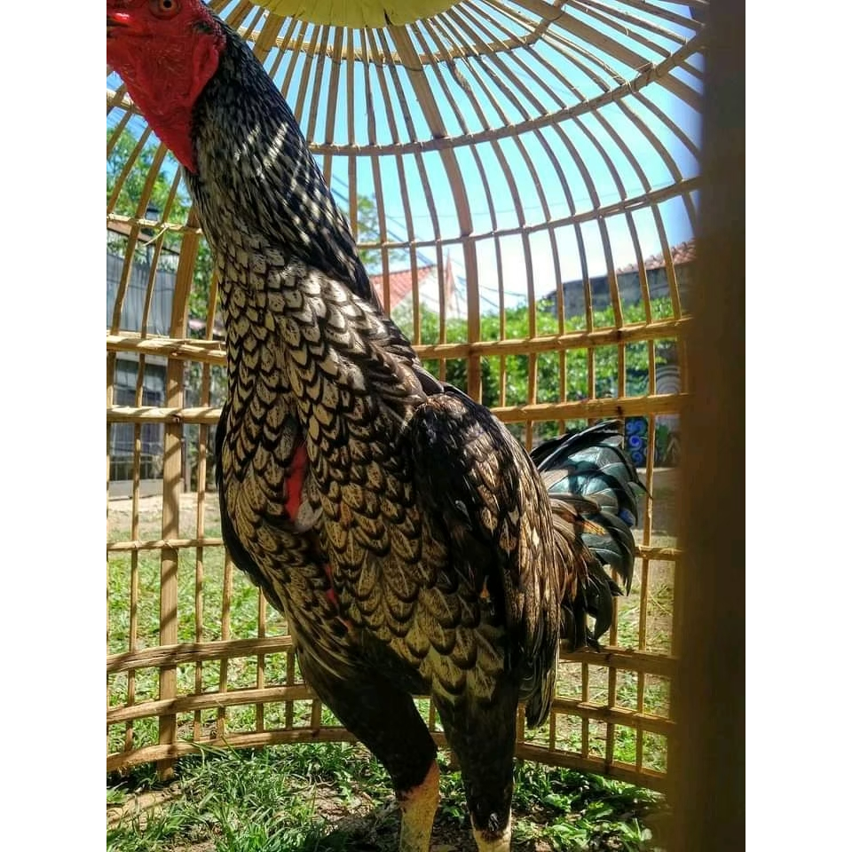 ayam bangkok pamangon bulbi mangon ori telur fertil