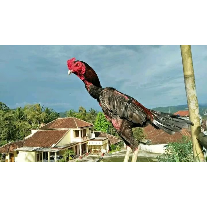 Telur ayam shamo siap tetas FERTIL