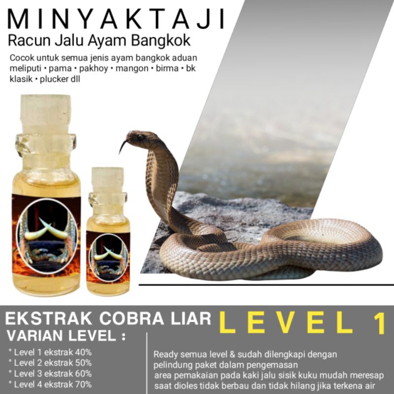 minyak oles untuk sambung Jalu Taji ayam Bangkok pasangan