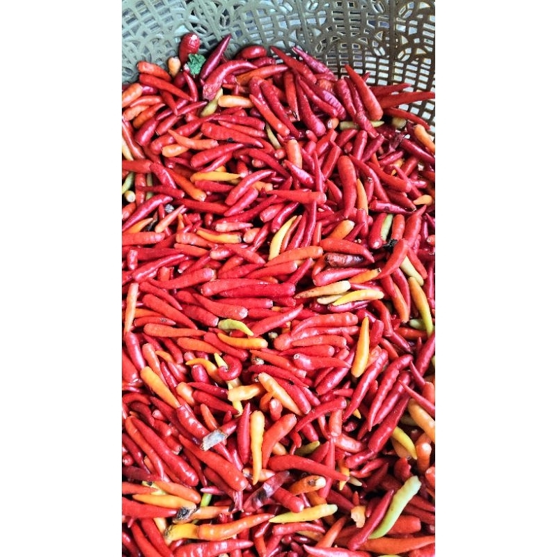 

Lombok kecil / cabe kecil/cabe merah