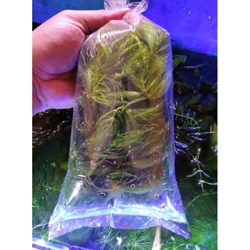 tanaman air ekor tupai