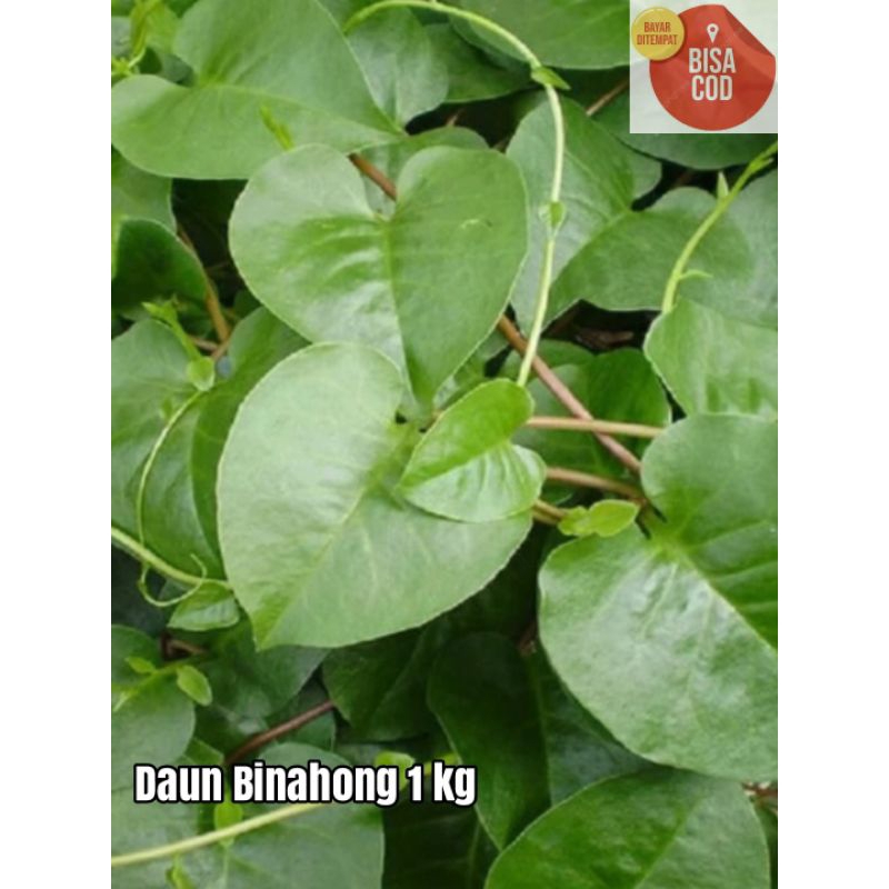 

DAUN BINAHONG SEGAR 1 KG / DAUN PIAHONG / PIYAHONG / ANREDERA CORDIFOLIA / HEARTLEAF MADERAVINE MADEVINE