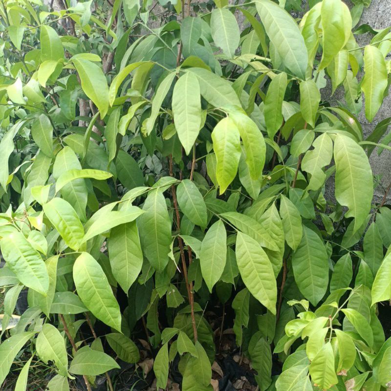 Bibit kayu cendana NTT/Cendana Kupang