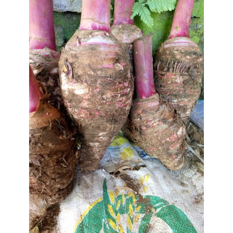 umbi talas pratama 3, 10kg
