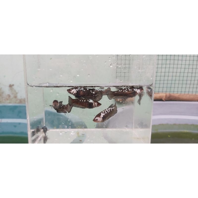 CUPANG BETINA BLACK SAMURAI