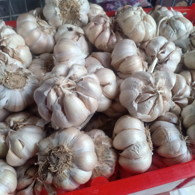

bawang putih