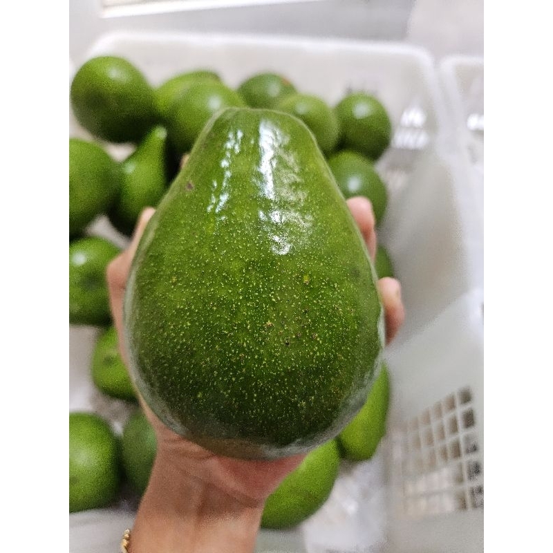 

Alpukat Mentega ready