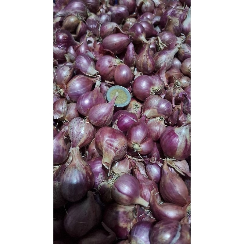 

Brambang / Bawang Merah Super