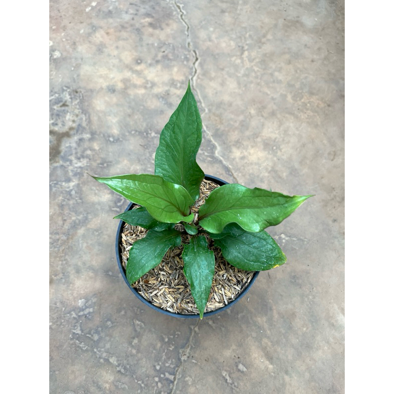 anthurium obor merah