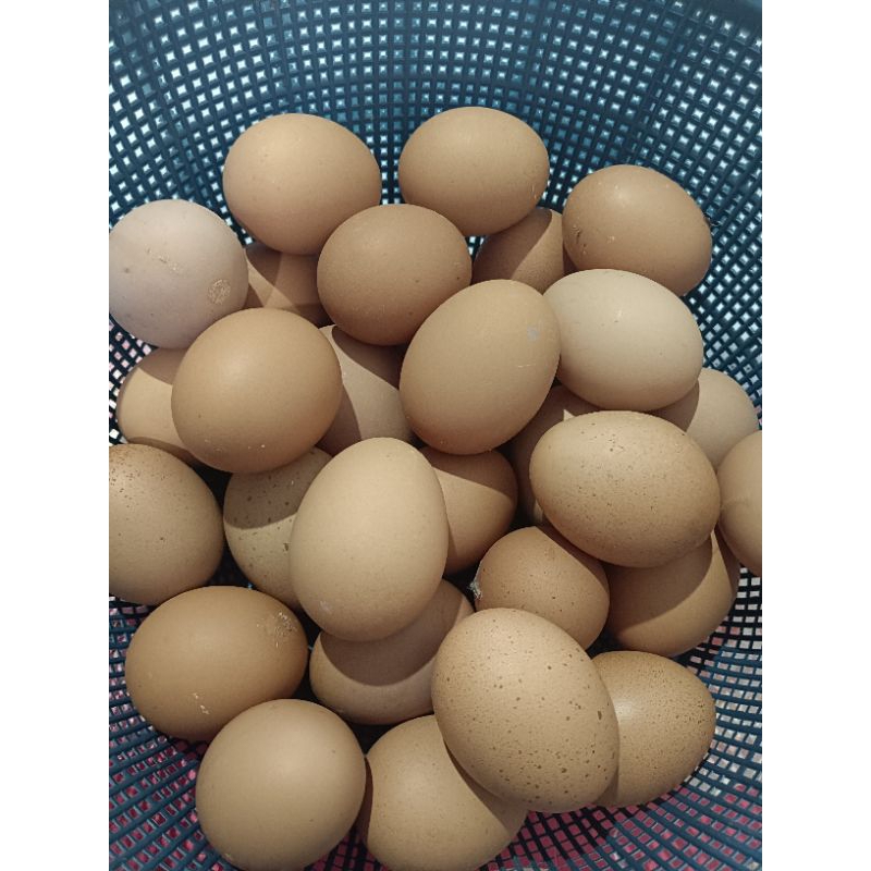 

Telur ayam horn 1kg