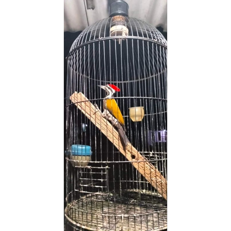 Pelatuk bawang rawatan gacor