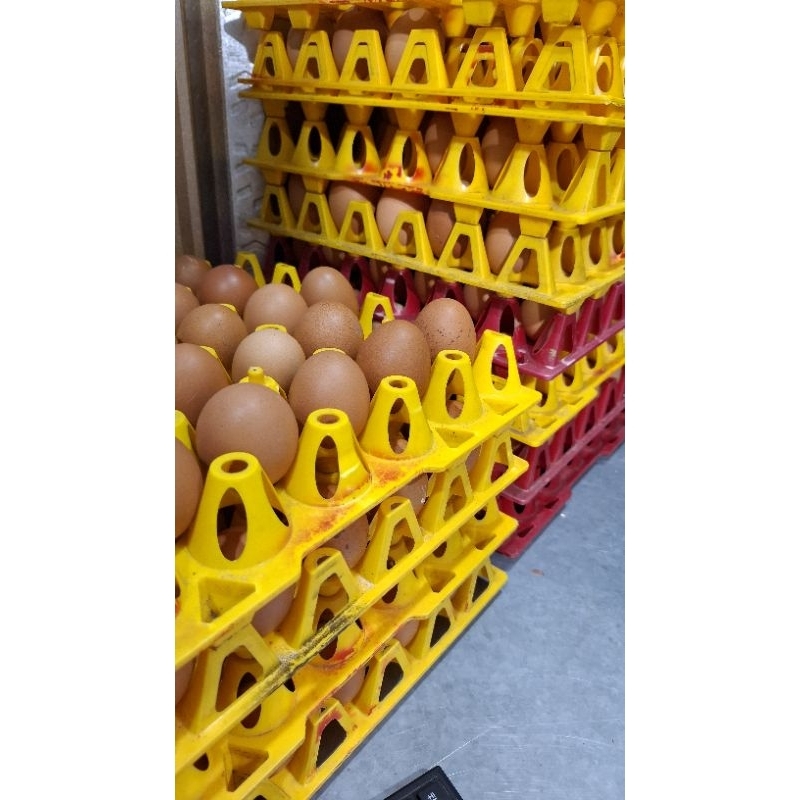 

Telur Ayam