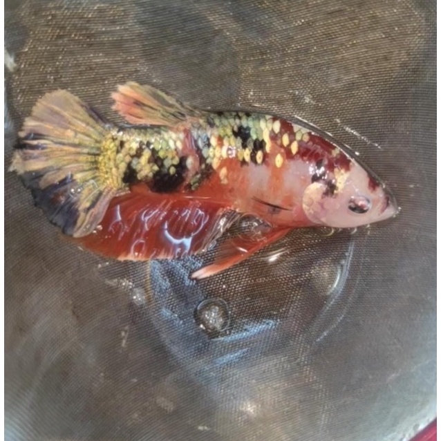 HARGA SPESIAL Cupang iron Man bahanan nemo copper gold nemo cooper gold