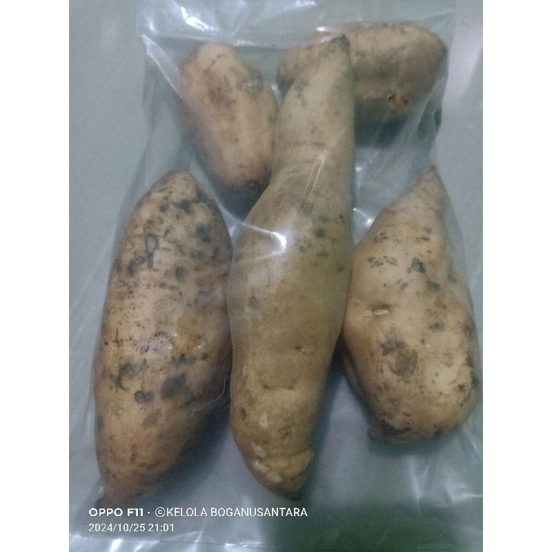 

GROSIR UBI FRESH_Berat _+1.000 gr_KELOLA BOGA MART