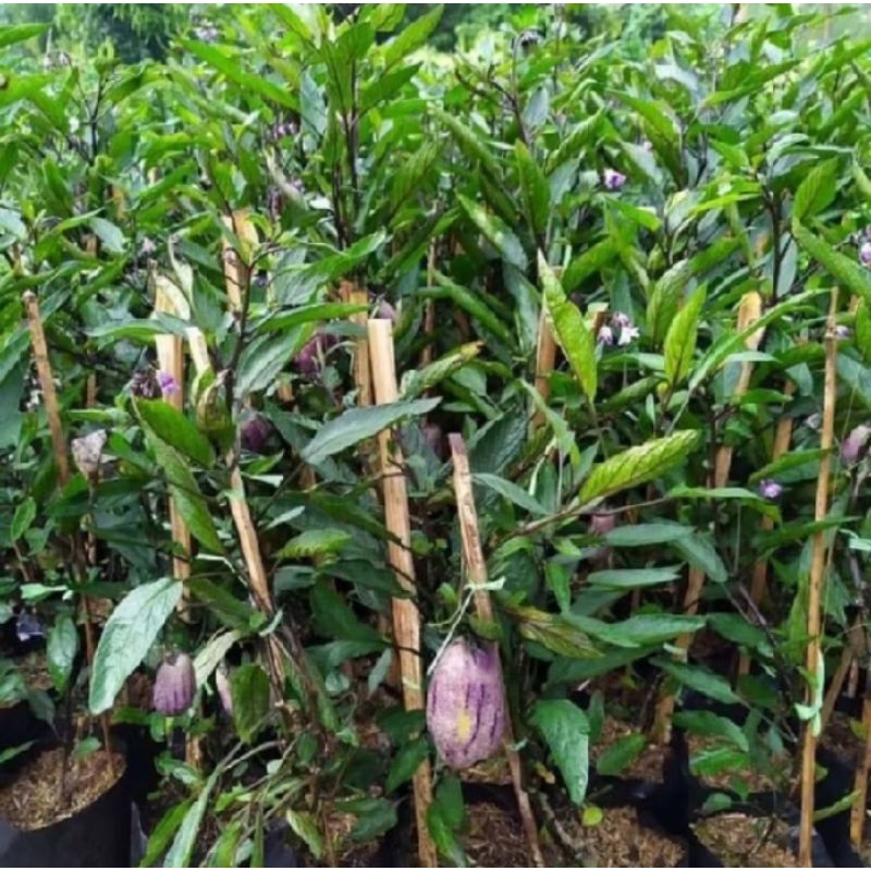 

bibit buah Pepino tanaman hidup