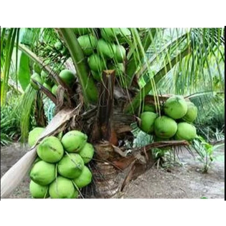 Bibit Kelapa Pandan Wangi, Pohon Kelapa Pandan Wangi, Benih Kelapa Pandan Wangi