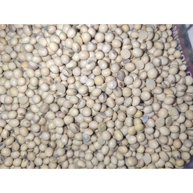 

KANCANG KEDELAI 1 KG